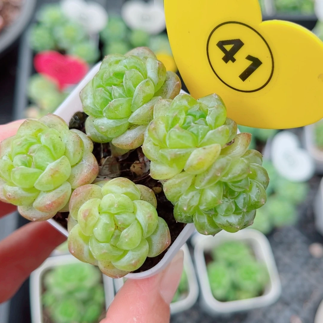 风靡园艺小老桩甜心群