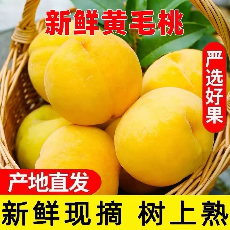 【京东包邮】黄金密毛桃黄桃新鲜毛桃子当季现摘水果黄肉大果蜜桃子
