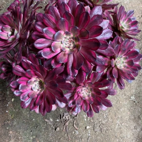 多肉植物红金刚锦。