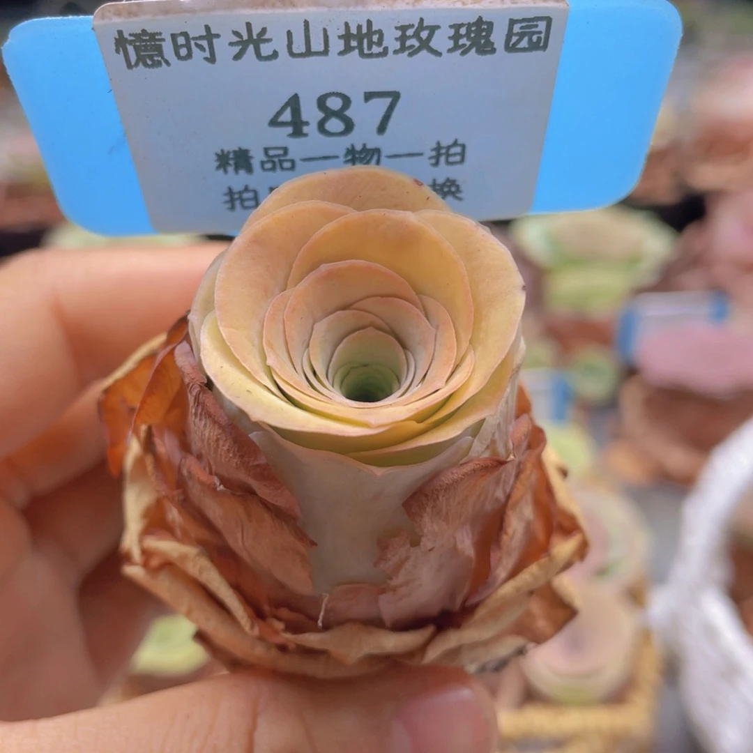 山地玫瑰487裸根发货不售后