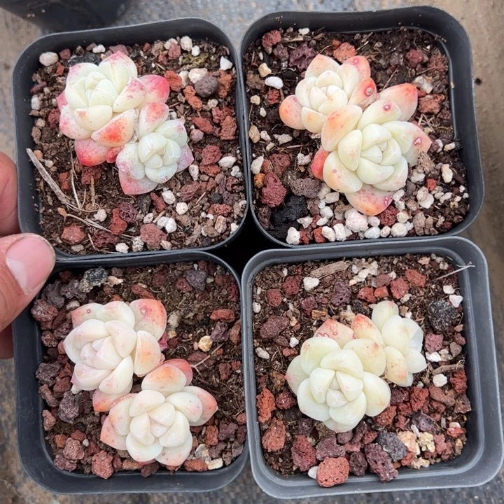 冰玉双头一颗量拍多肉满20包邮下午发货