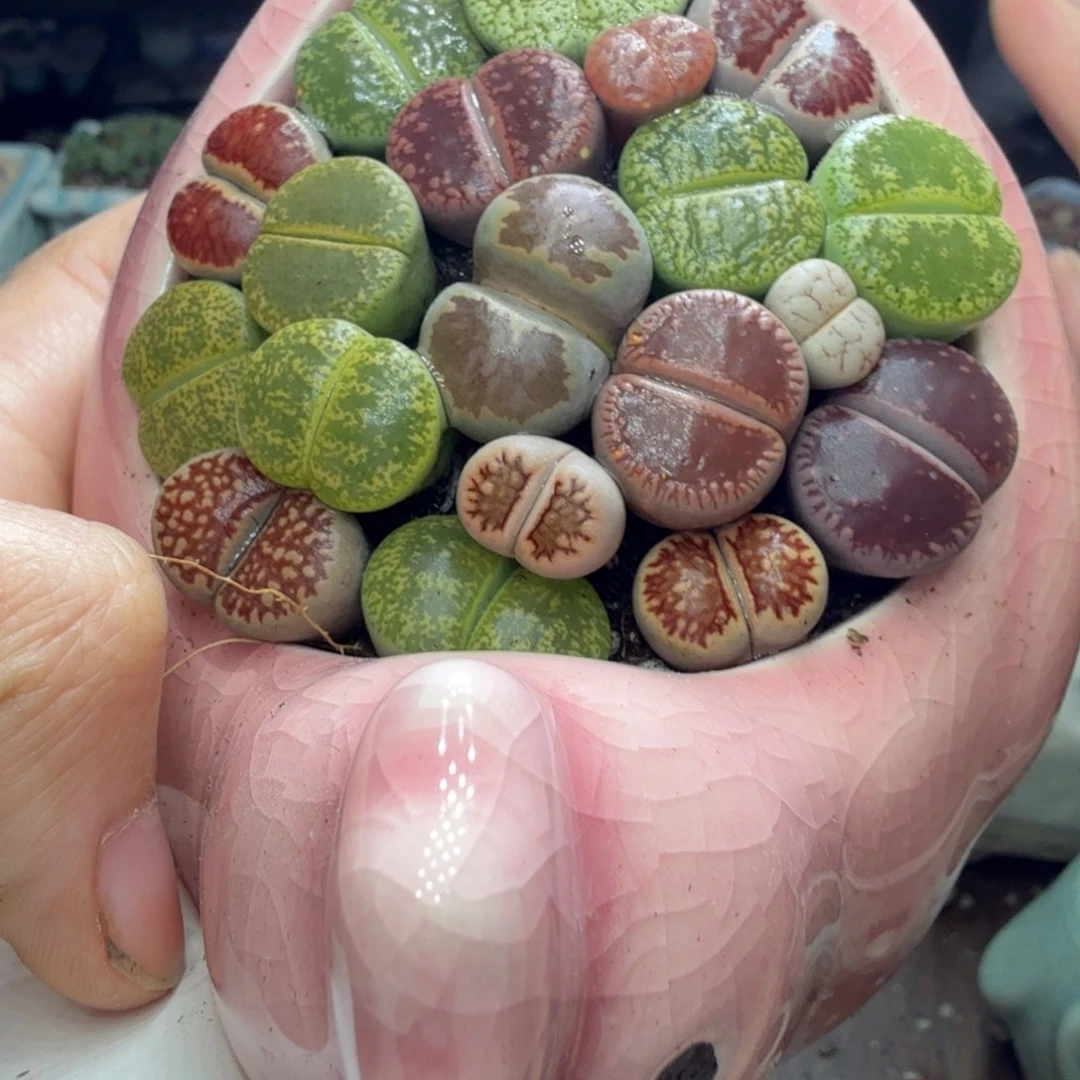 多肉植物开播福利冲冲629