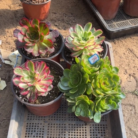 224多肉植物组合