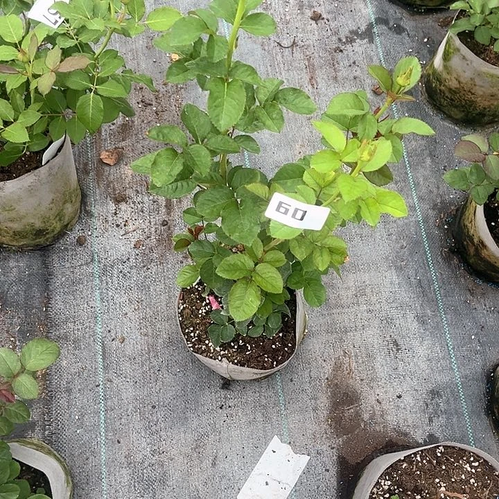 无花朵粉色衬裙60号