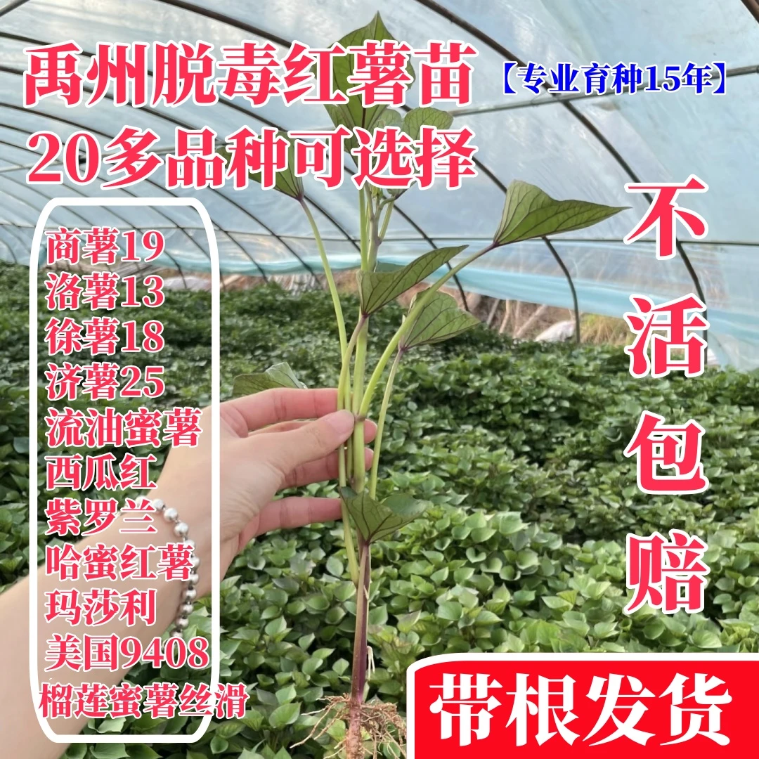 禹州脱毒红薯苗红薯苗高淀粉地瓜苗西瓜红哈密徐薯18济薯25洛薯13