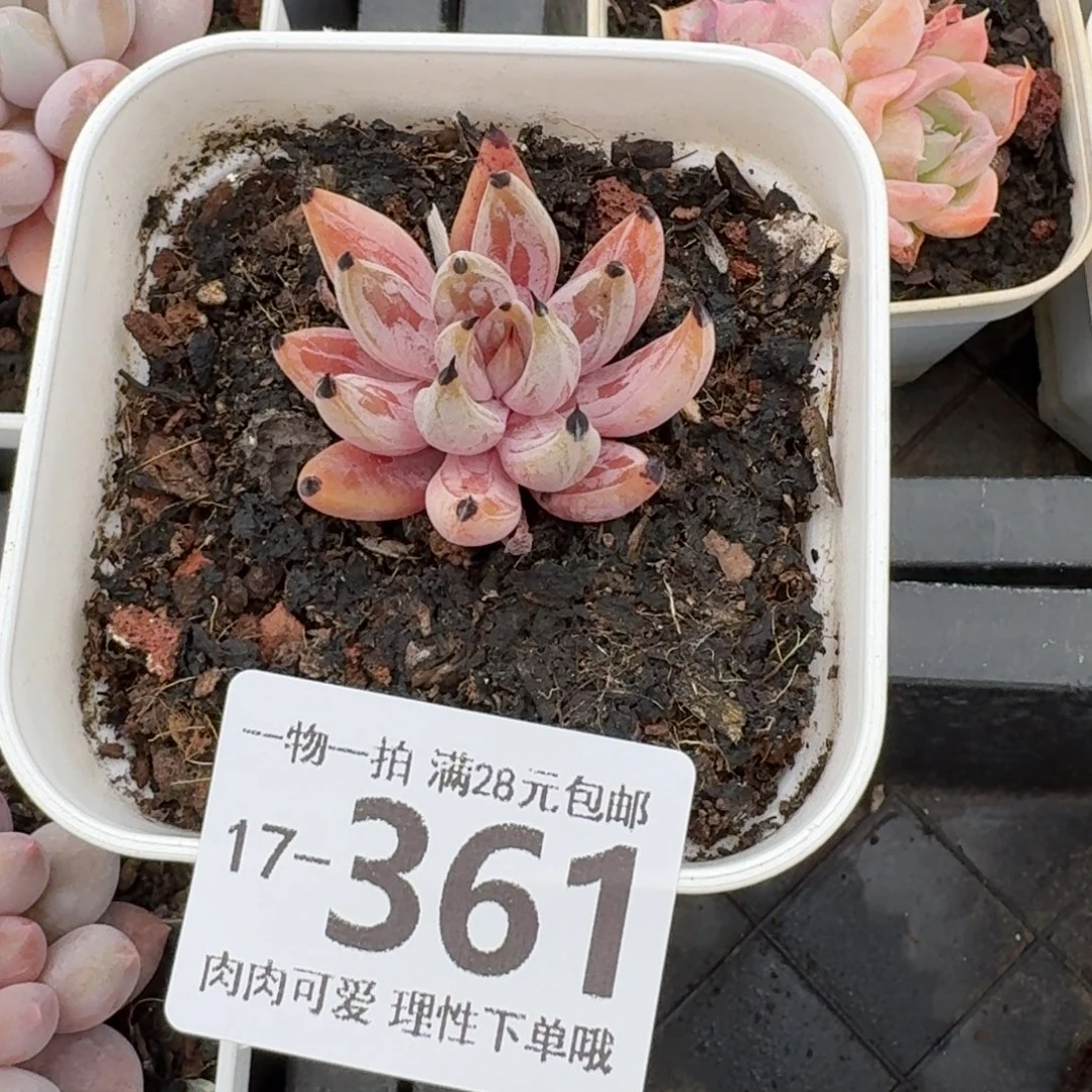 魔爪无盆土发货无