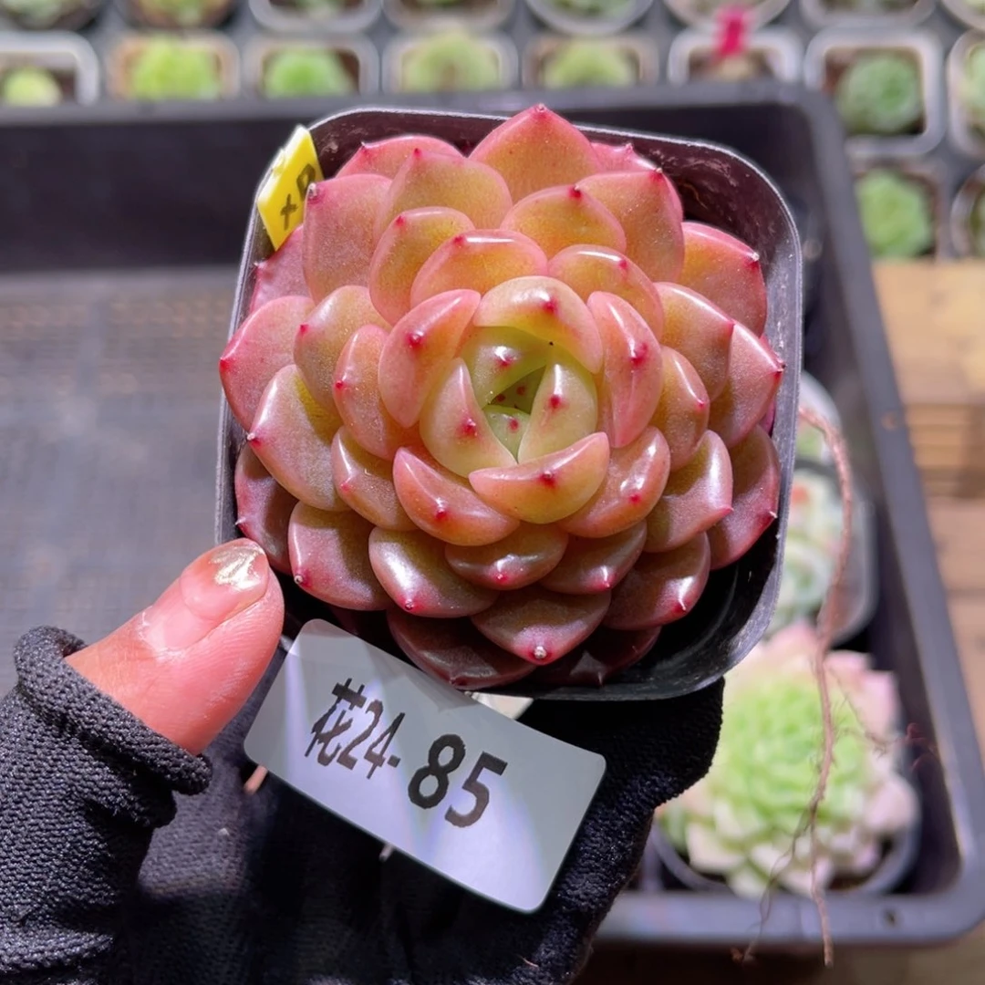 花24-85灵翠单头