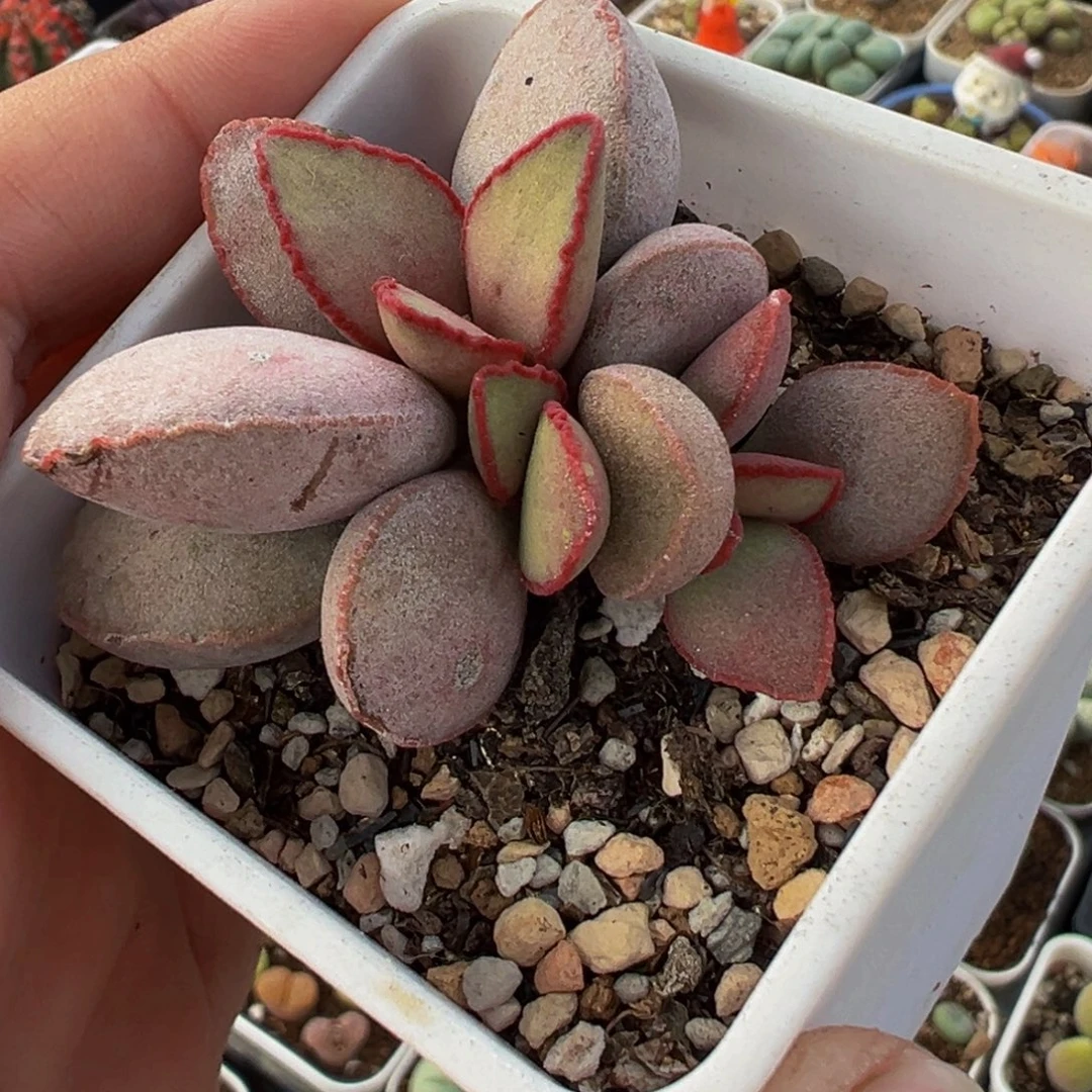 452多肉植物种类多样