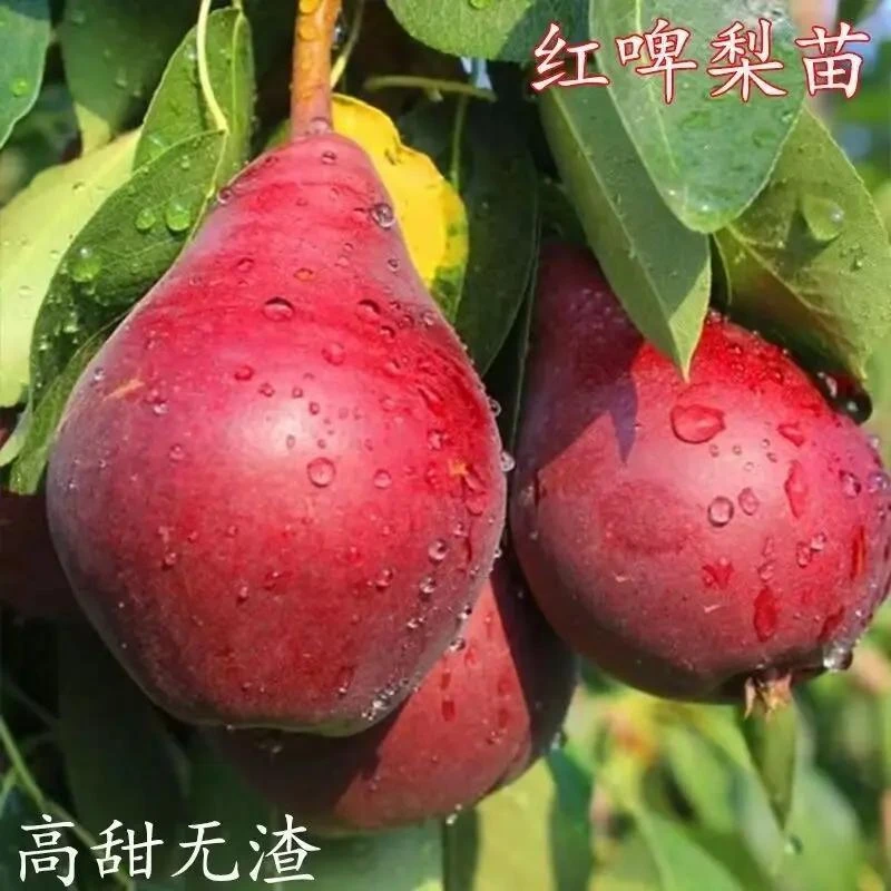红啤梨树苗嫁接特大梨树果苗盆栽南北方种庭院地栽耐寒红梨果树苗
