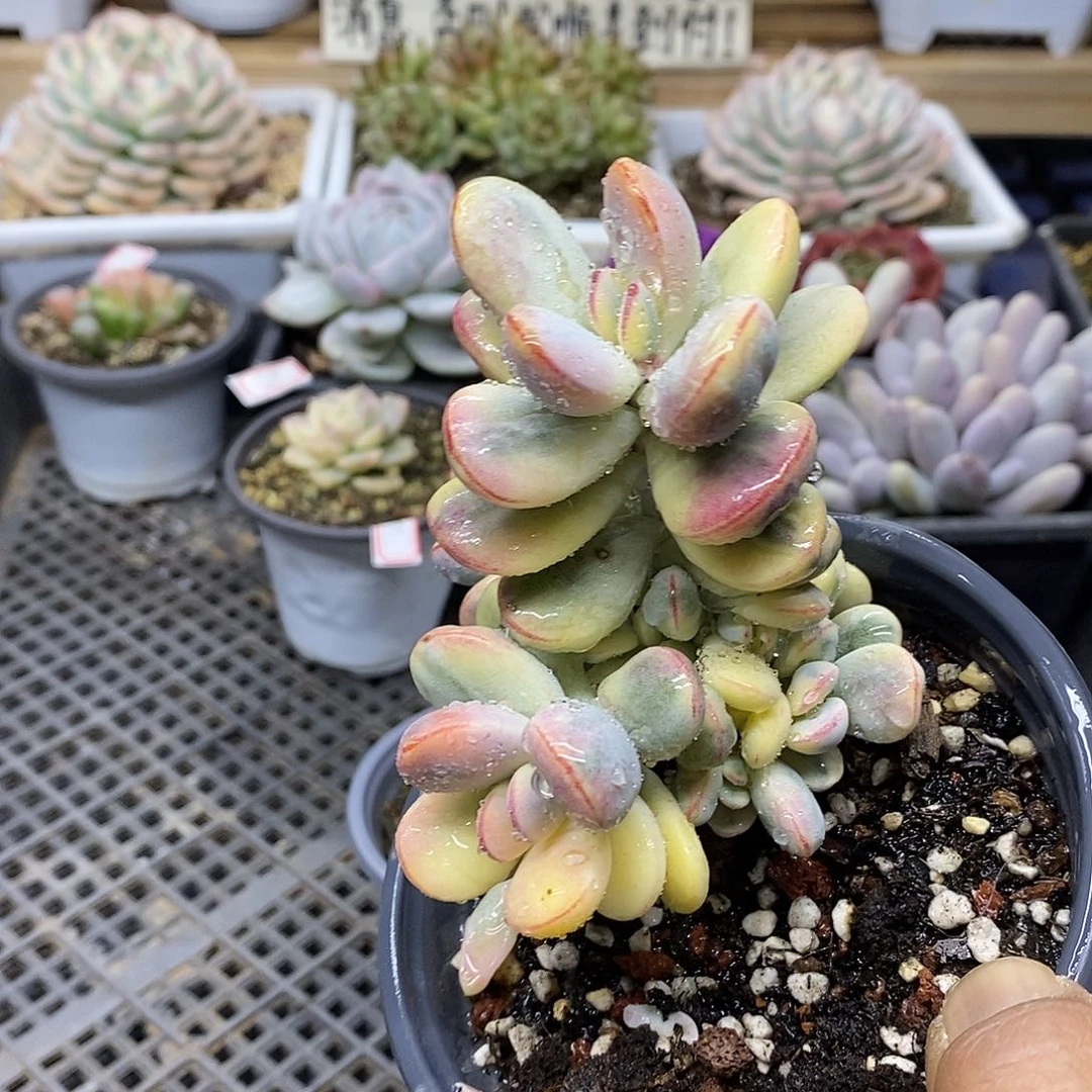 0108 乒乓福娘锦自然群 需延时发货