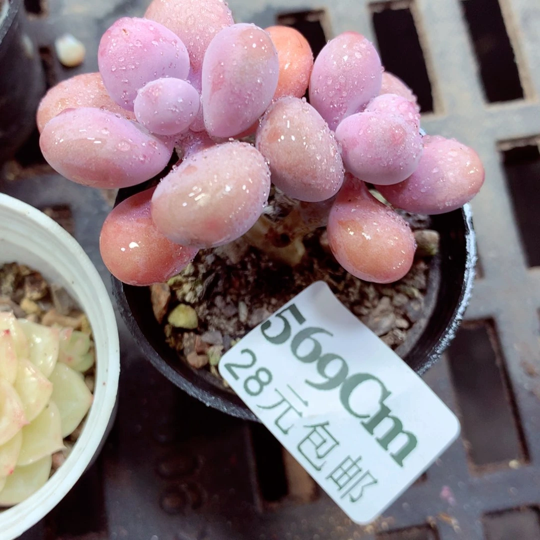 5厘米盆精控多肉569