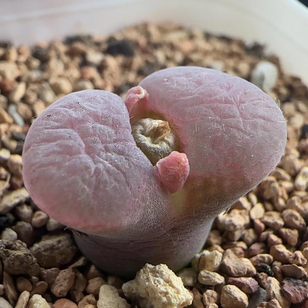 0426/b23杂/多肉植物
