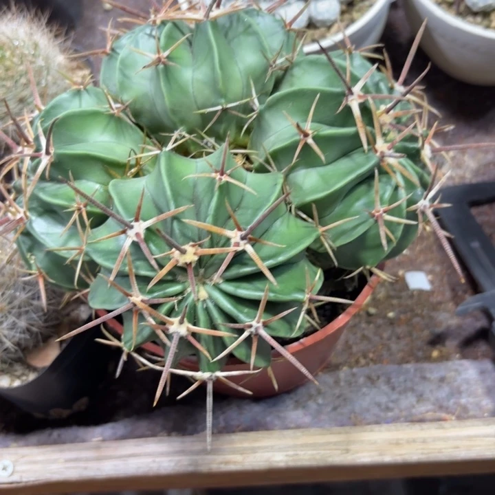 9947实生群生凌波好活