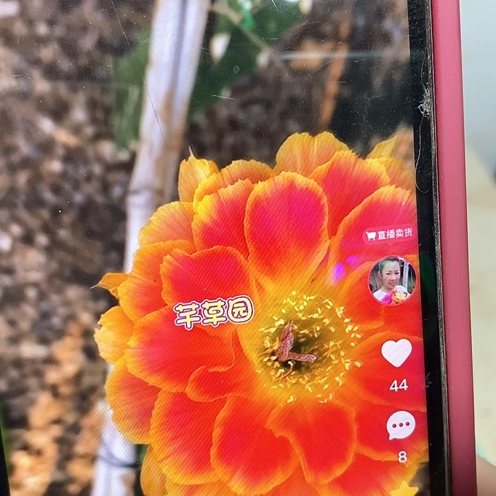 嫁接阳光明媚加强版