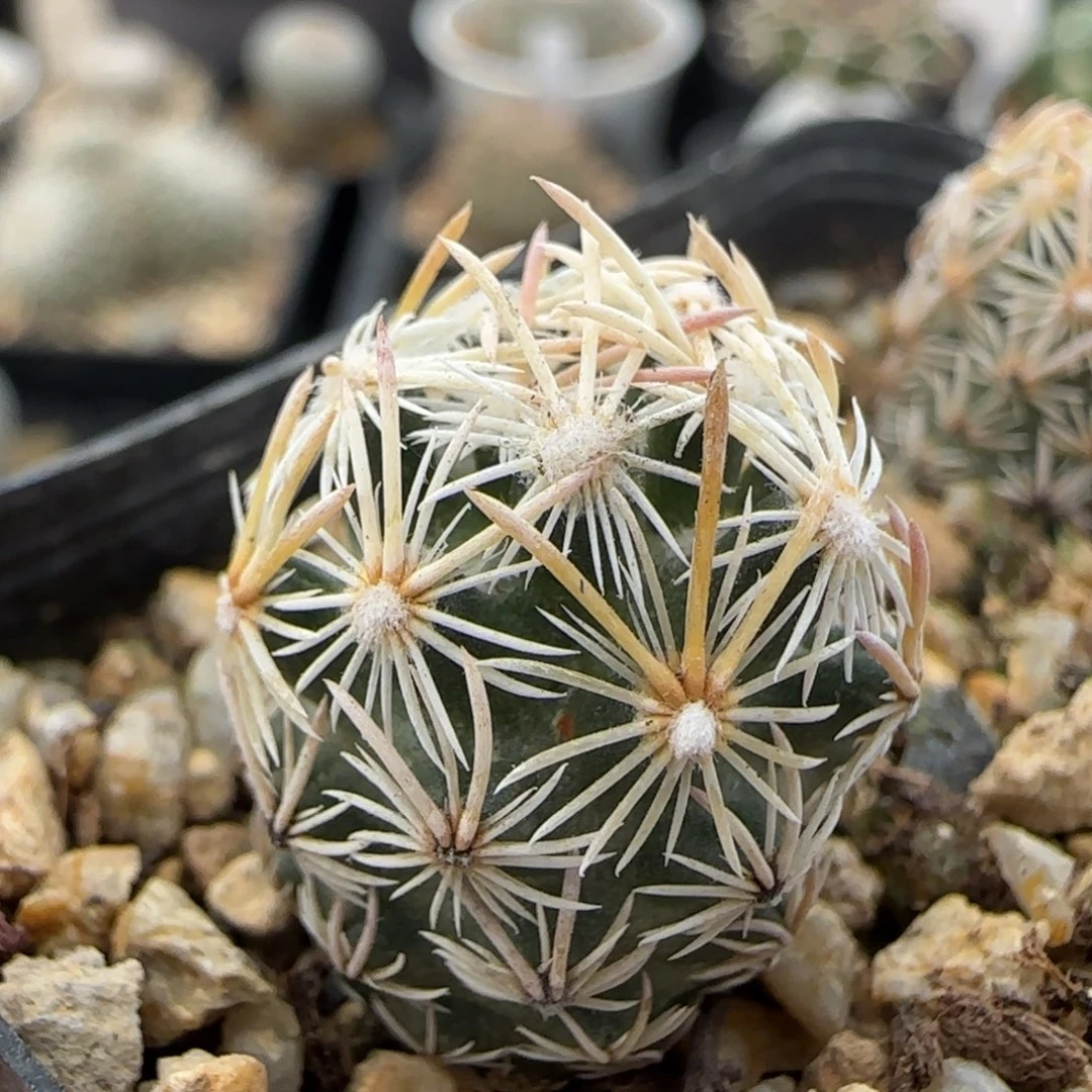 055实生紫王子多肉1.8