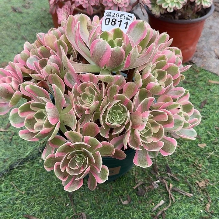 0811男神多肉植物