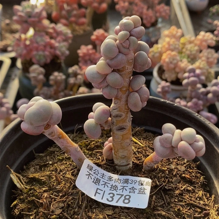 芭比奶洛有砍378多肉植物