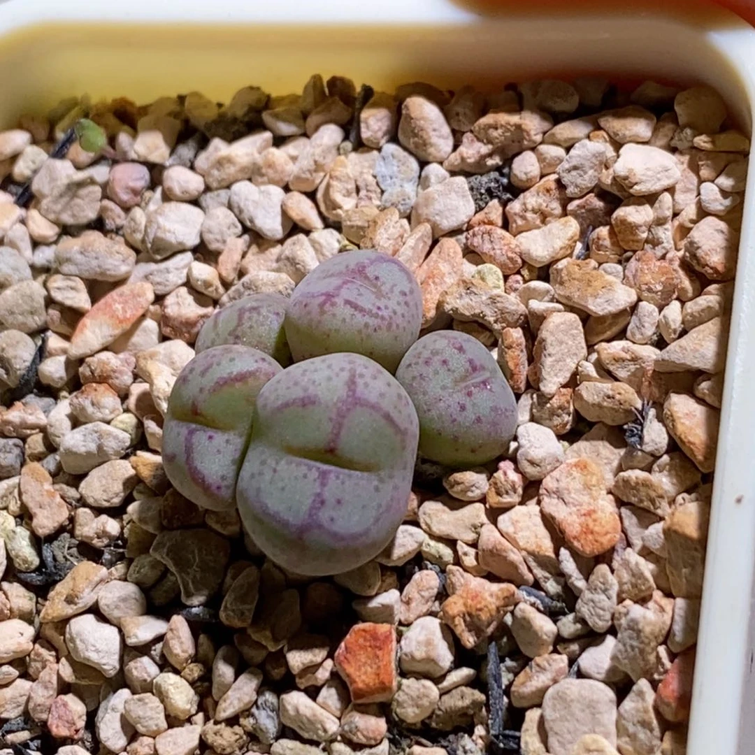 猴子猴子猴子猴子