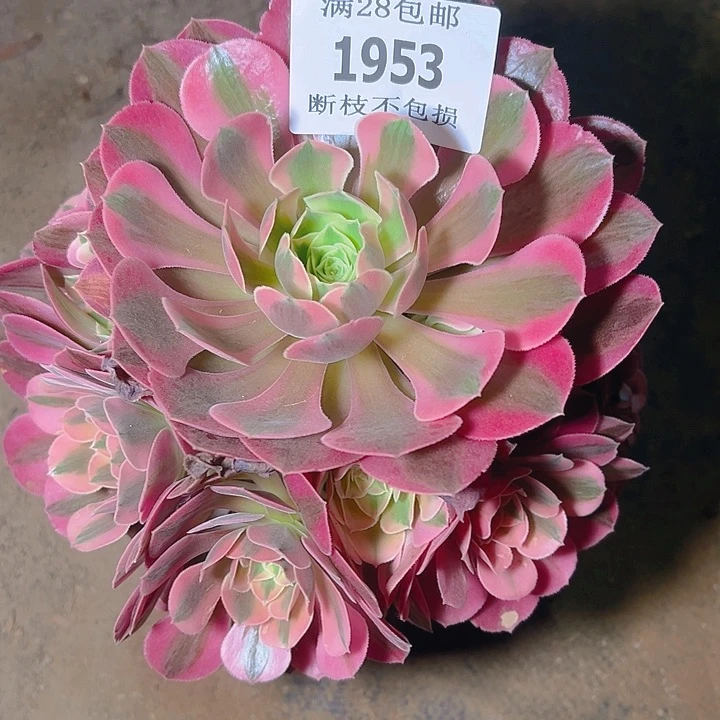 无花朵1953香妃多肉植物
