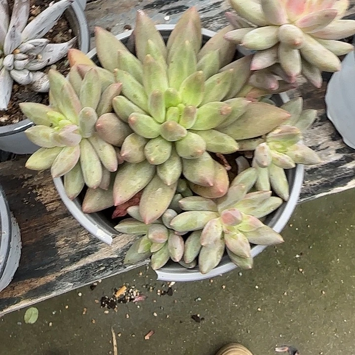 青蛙王子儿童牙膏11