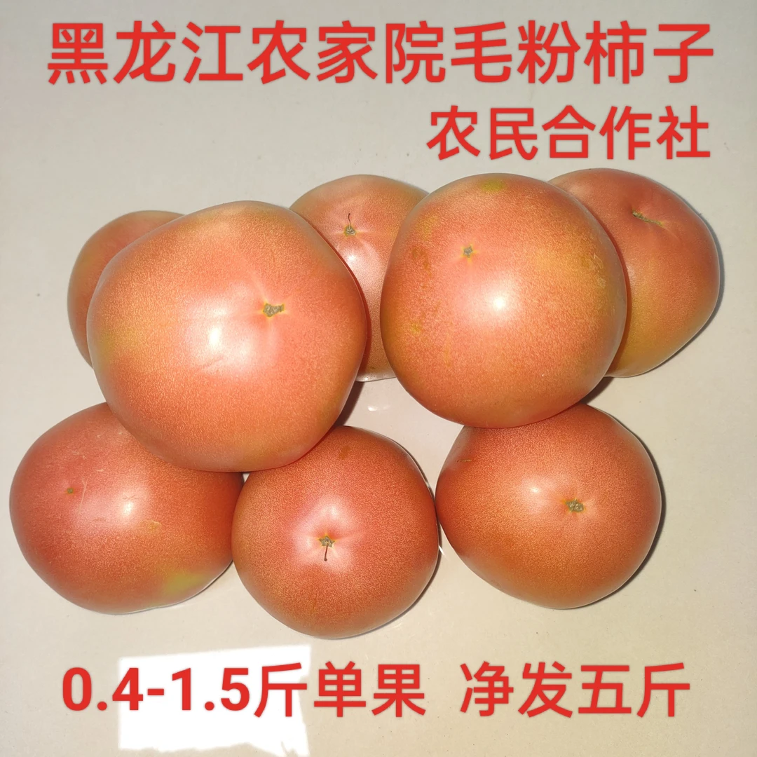 5斤黑龙江毛粉西红柿番茄东北农家院黑土地柿子自然成熟现摘现发