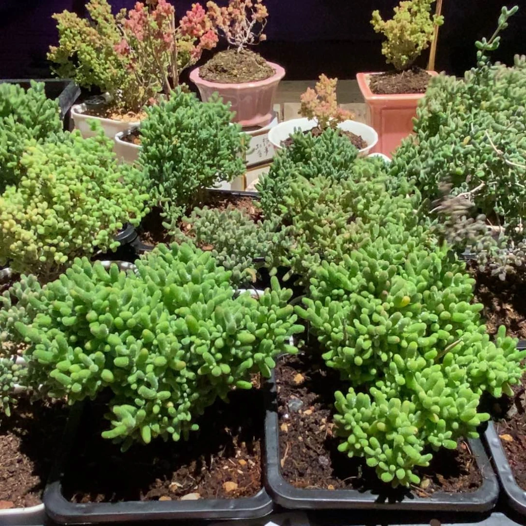 枝干番杏多肉植物621