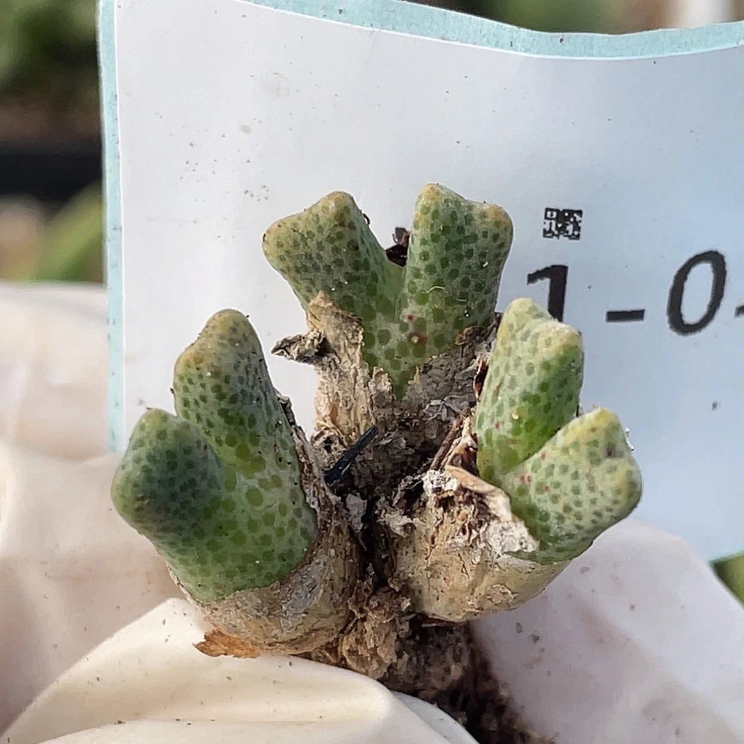 11-1鹿角斑马多肉植物