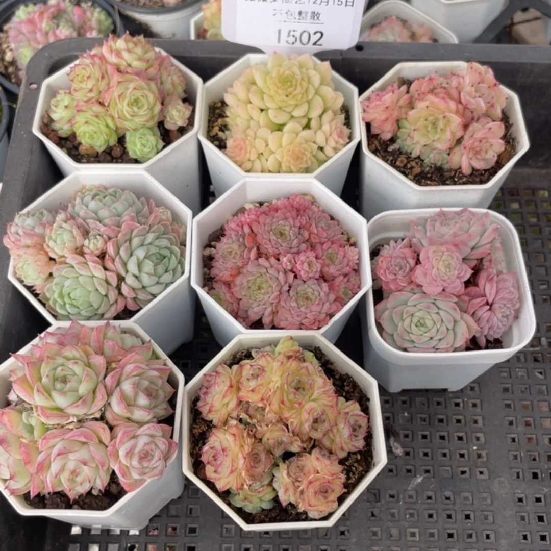 不包整散 盆子不售后1502