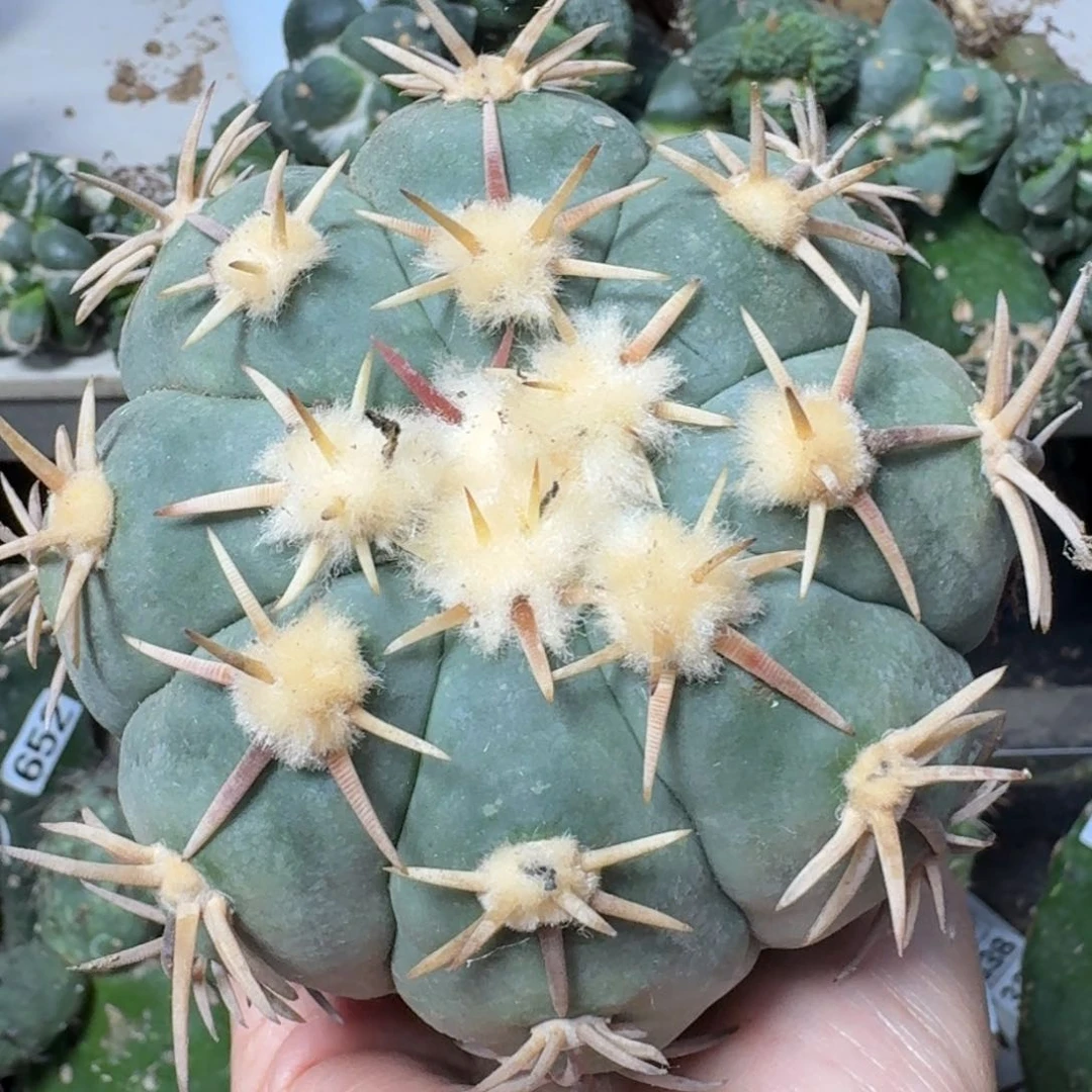 【闪购商品】无花朵福利苗接白刺翠屏