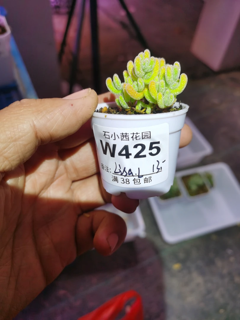 lisa-冰晶杂-多肉植物枝干番杏