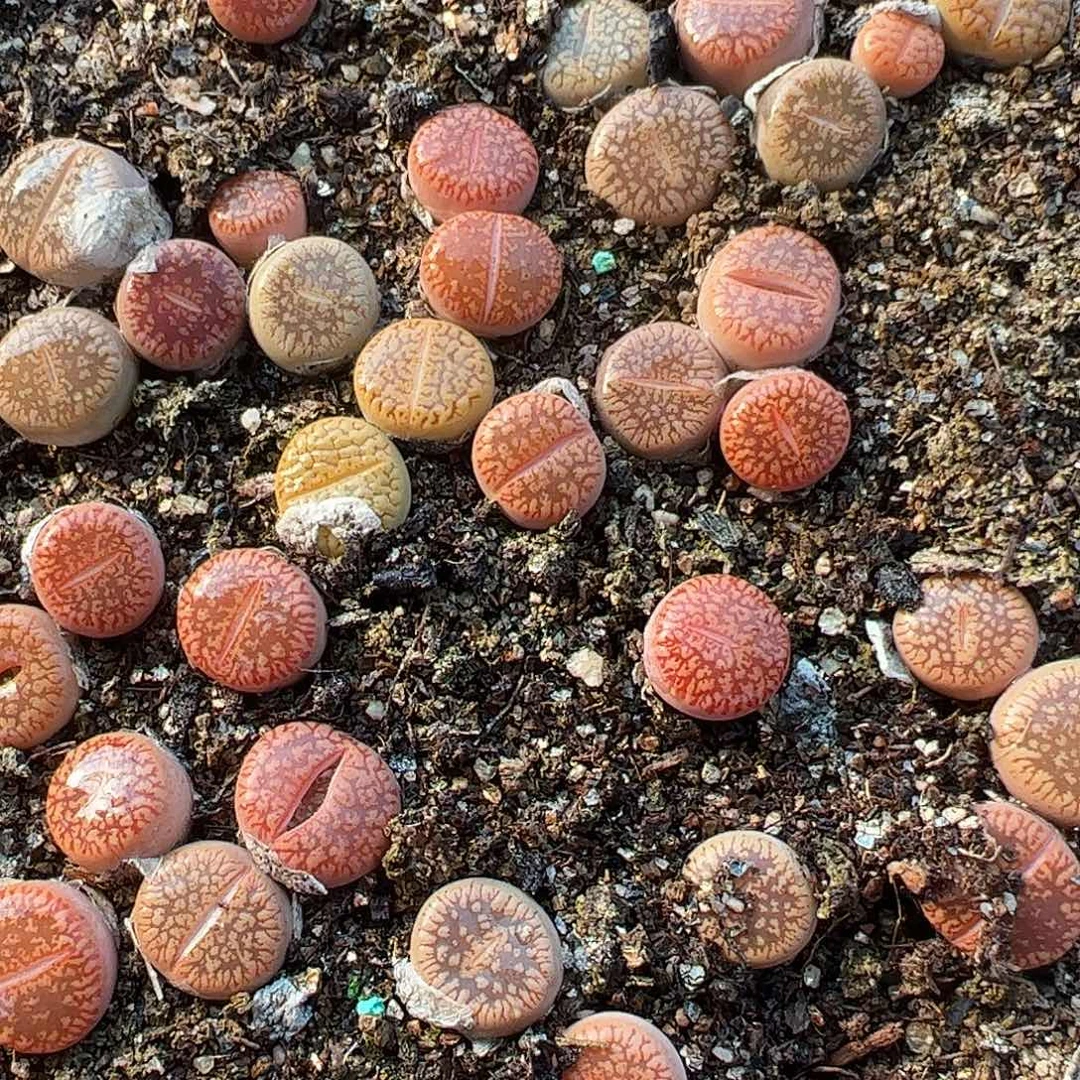 0000量拍C54红光阳3颗