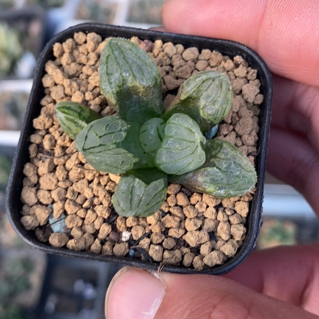 107 一颗裹杂 魔界 高货 新年福利