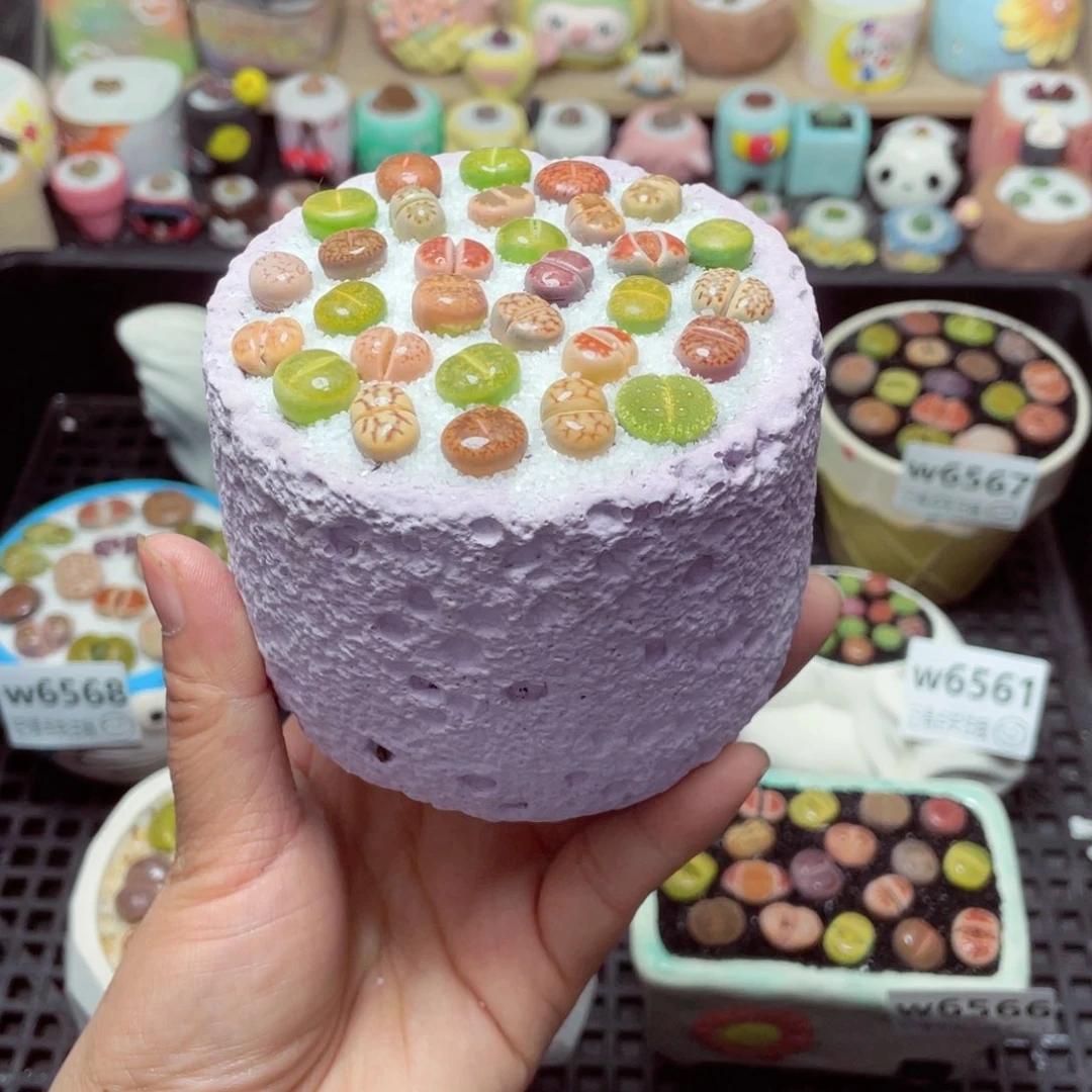 6503 带盆土发货-零下地区拍保温箱