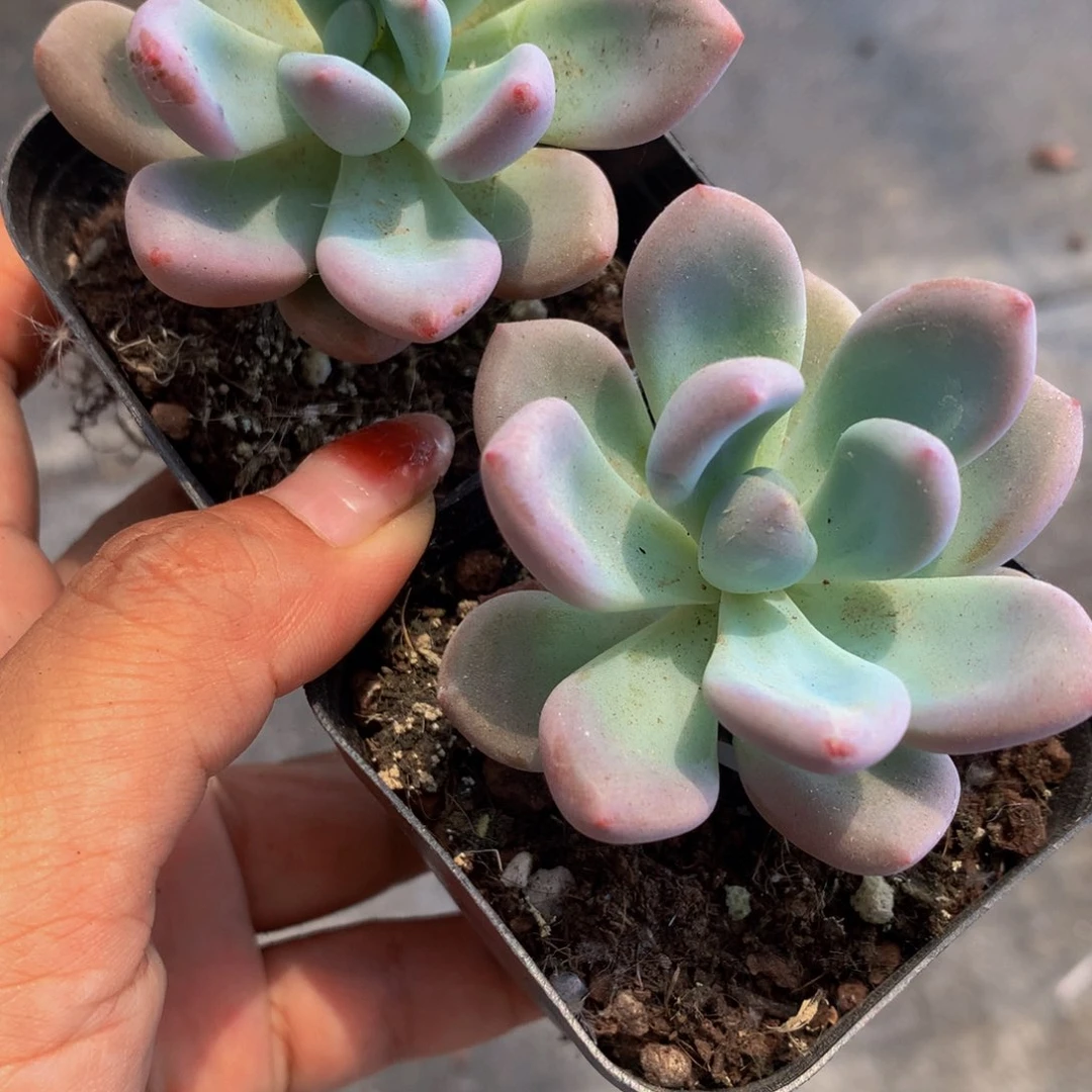 奥普琳娜  满9.99 发2盆