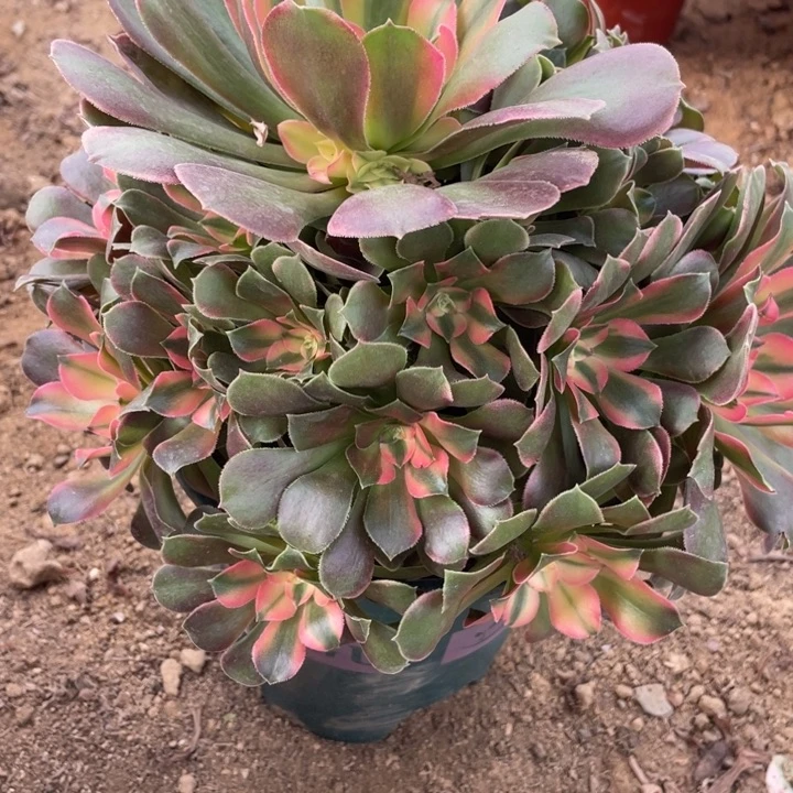 无花朵398香妃多肉植物