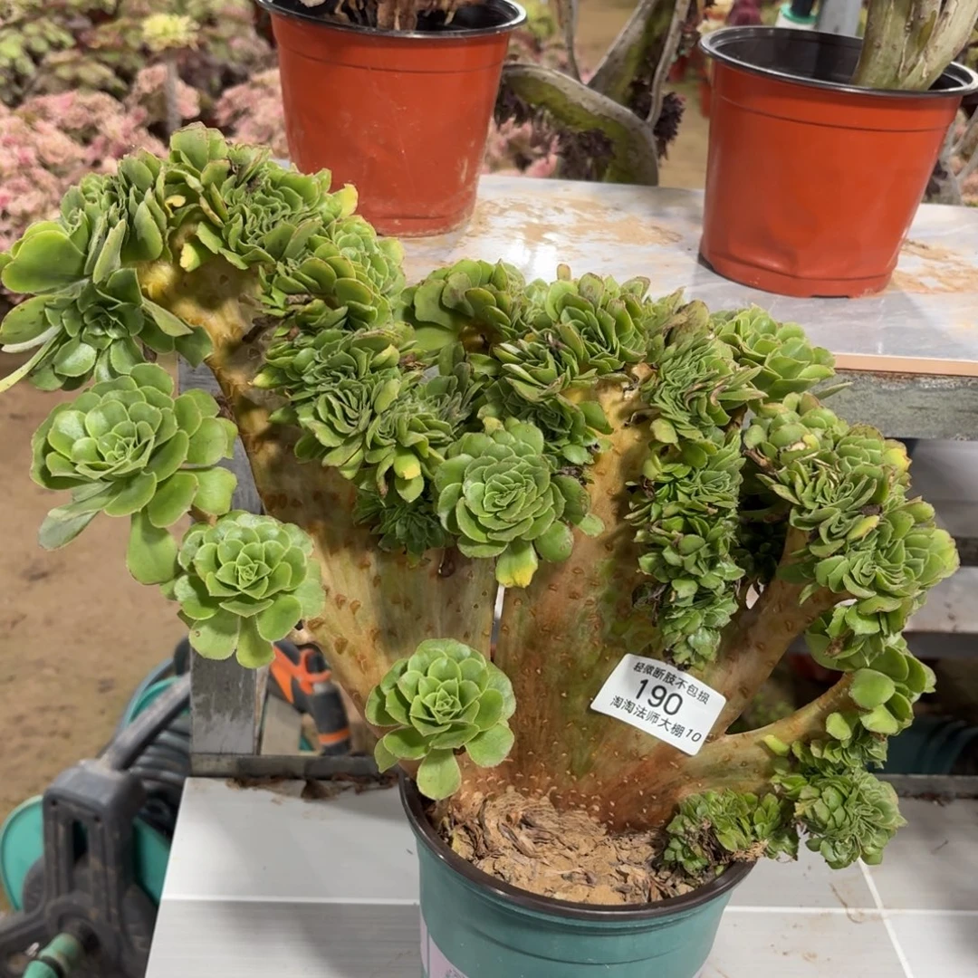 190绿羊绒缀化多肉植物