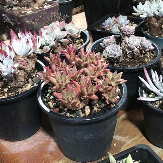 韩货绿菊仙女棒杯