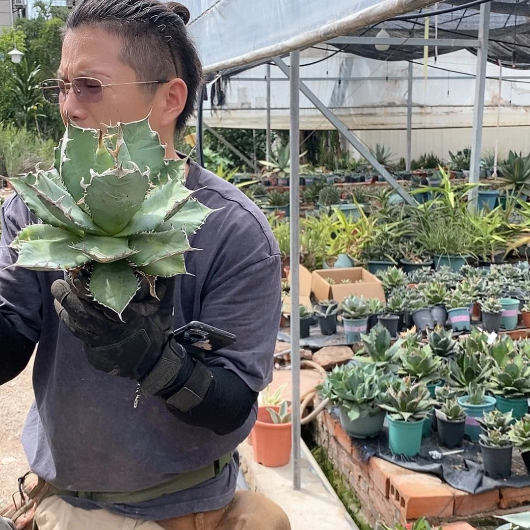 20公分蓝霸王仁王冠