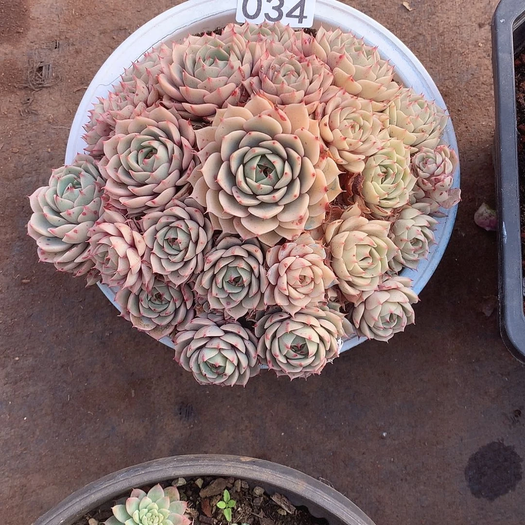 034 一物一拍多肉！