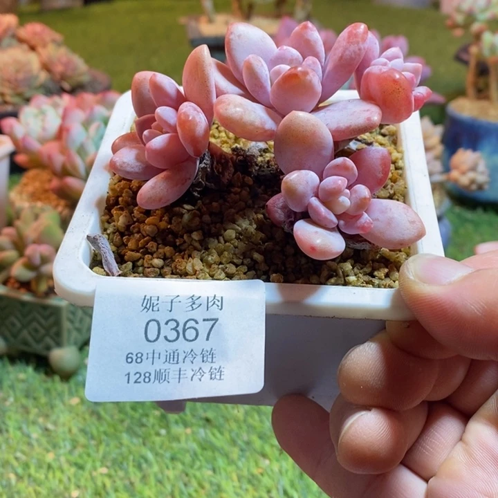 0367啊啊啊啊啊啊啊啊啊啊啊