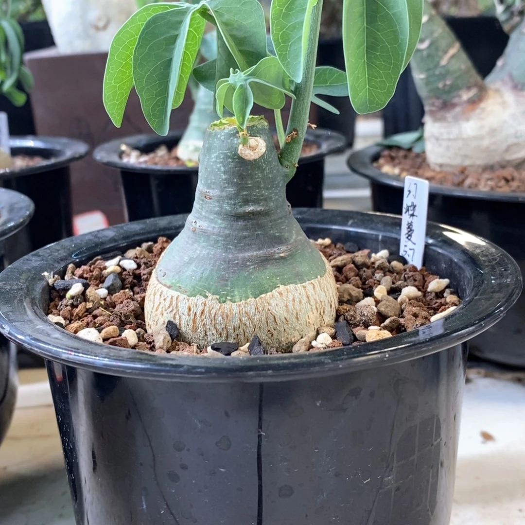 幻蝶蔓实生带盆发货