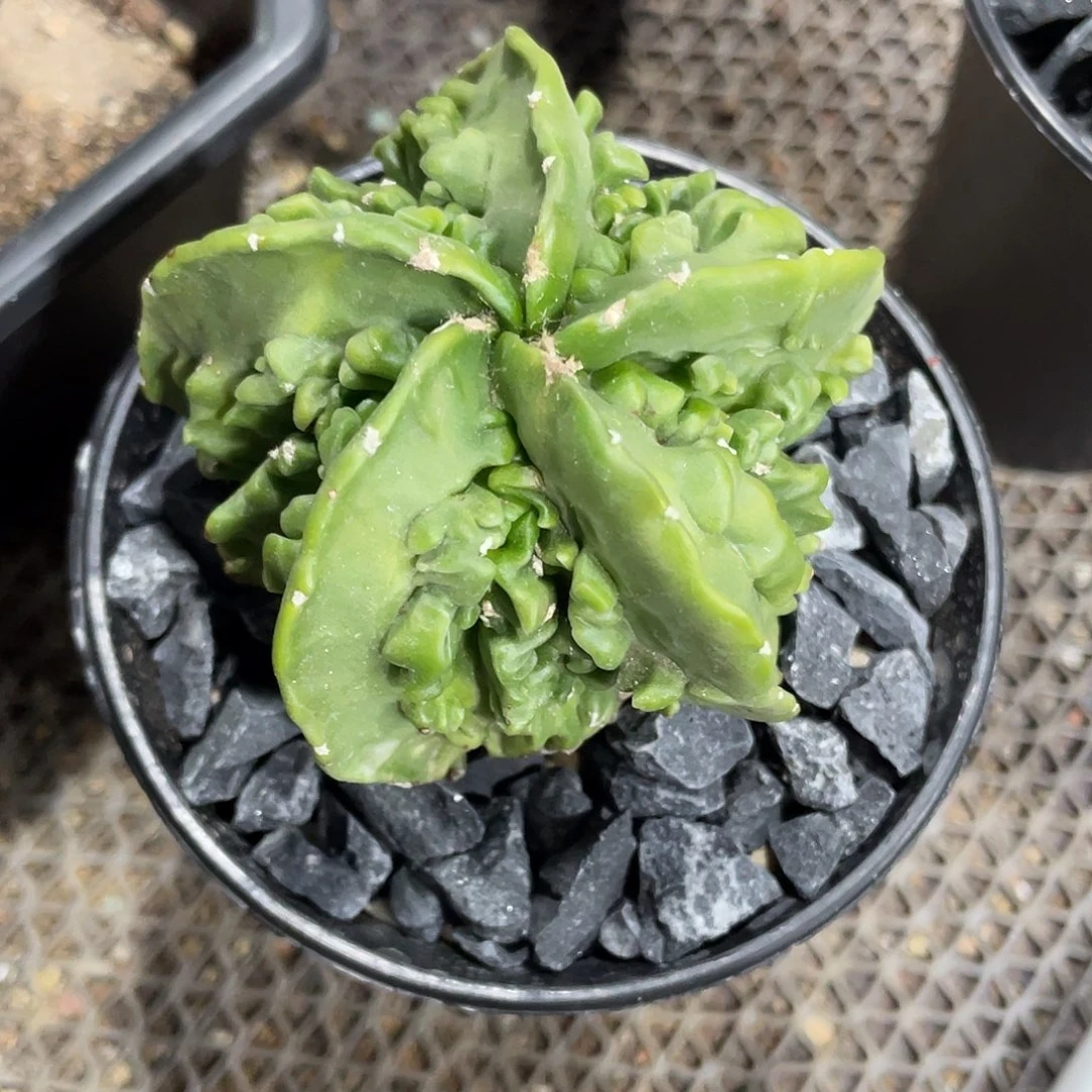 用****5实生根核桃鸾凤玉实生根