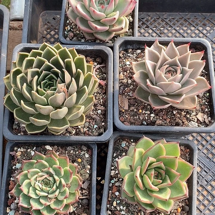 东云5个打包—直播福利