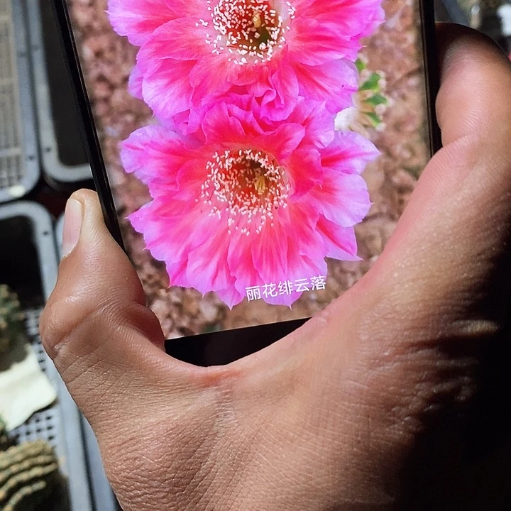 丽 绯云洛 /侧芽歪20包邮/
