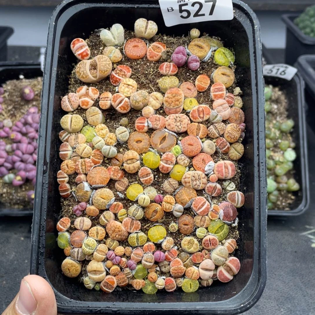 红陶0000000000000527