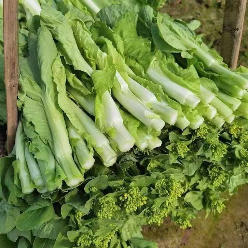 白菜苔，东三省专用链接，下单前一定要观看下方【购买注意事项】