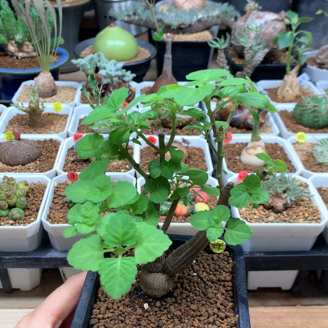 老桩爱氏延命草带盆