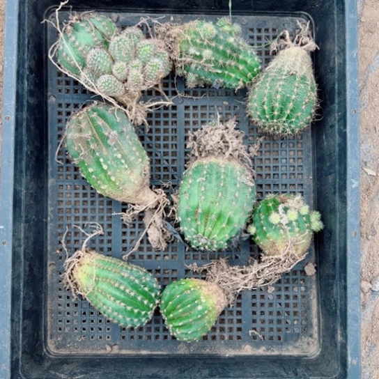 8框拍彩草歪小伤斑无售后