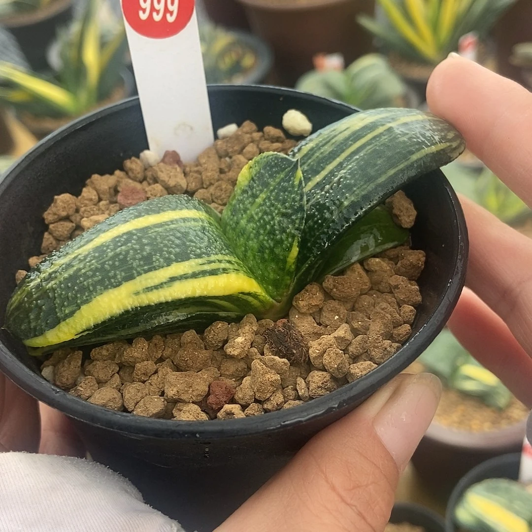 999卧牛实生锦带盆发货