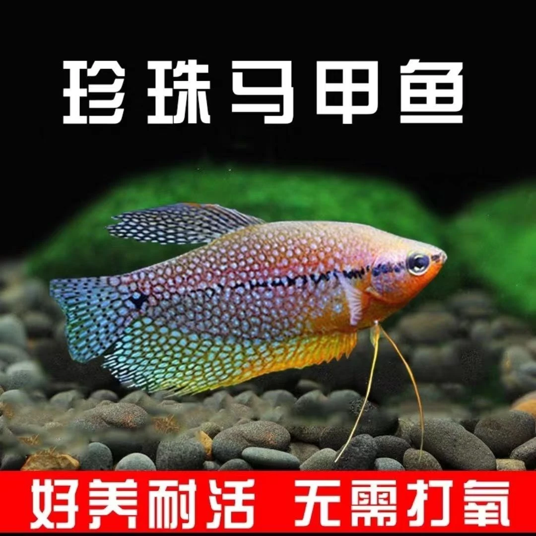 热带淡水观赏鱼曼龙鱼活鱼珍珠马甲小型七彩丽丽淡水观赏群游鱼